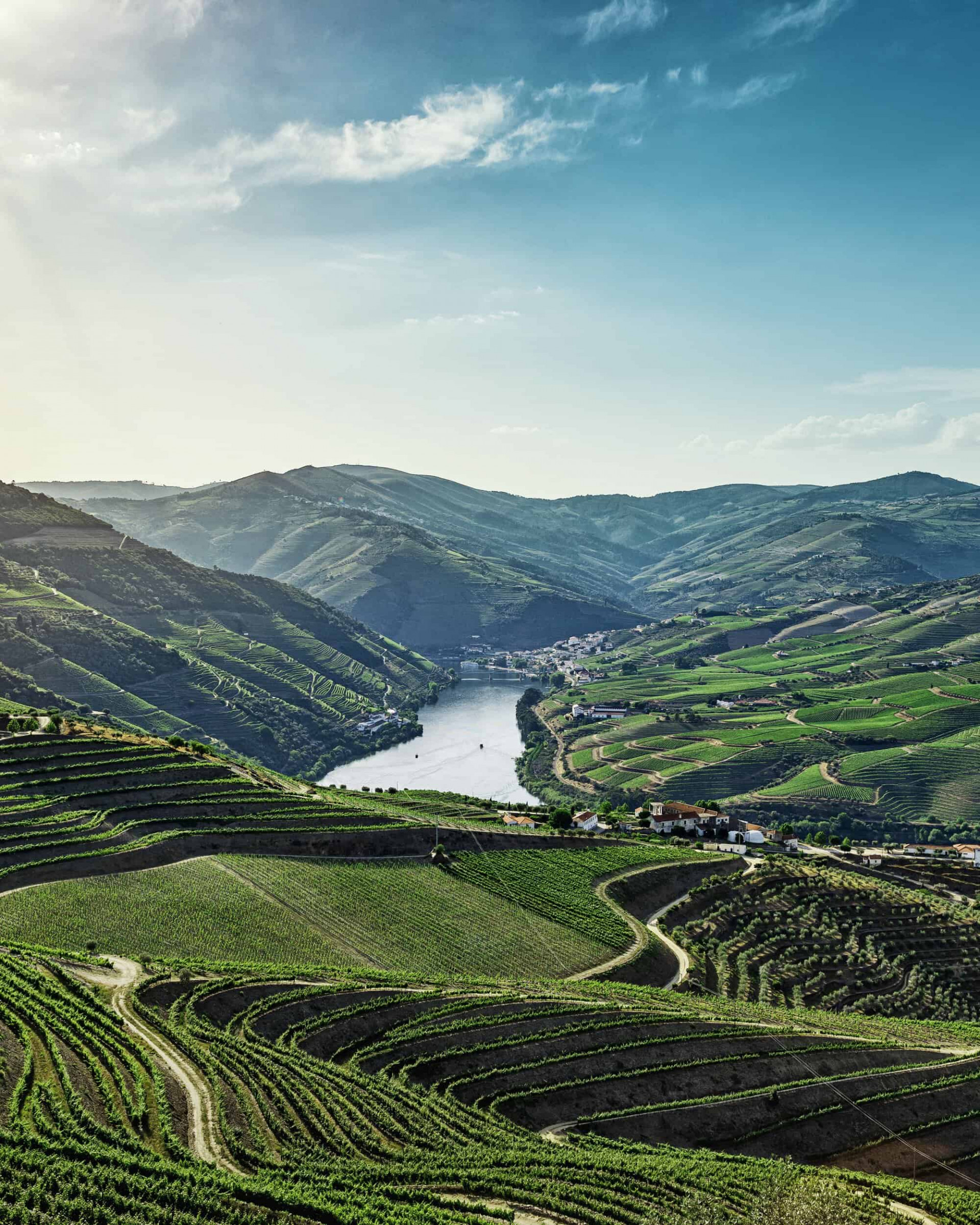 Views of the vineyards in Douro Valley in Portugal